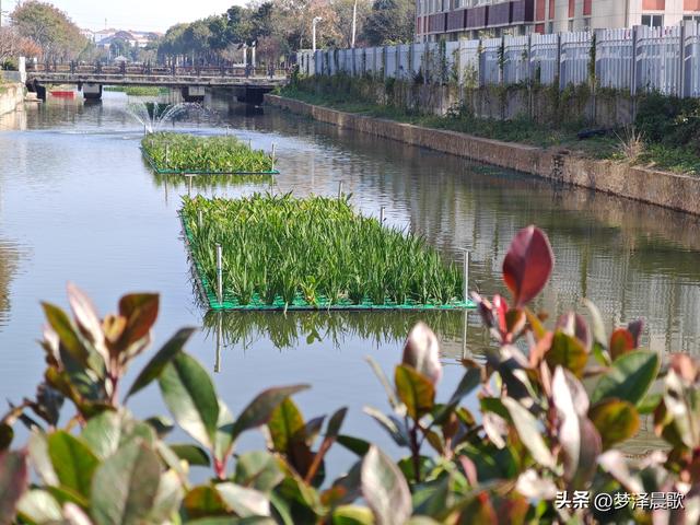 生物浮岛扮靓云梦水域 初冬亲水空间引客来