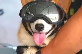 柯基警官之福Sir的可爱瞬间❤️图片