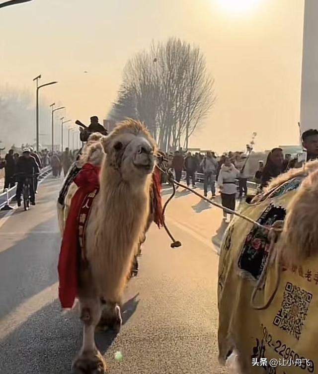 东天山骆驼队来崤函大地，骆驼与天鹅共舞。