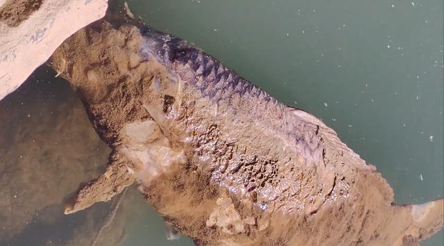 陕西男子发现巨型鲤鱼尸体，身上还挂着一枚大鱼钩，谁干的？