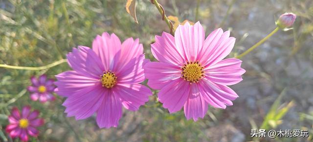 四会体育馆！千株格桑花盛放引万人打卡，全运会氛围藏着浪漫花海