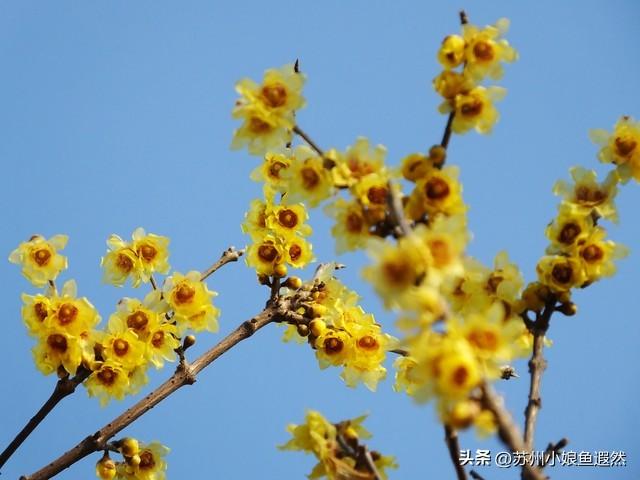 怀念姑苏城春有杏、夏有荷、秋有桂、冬有梅，而非夏冬“无缝接”