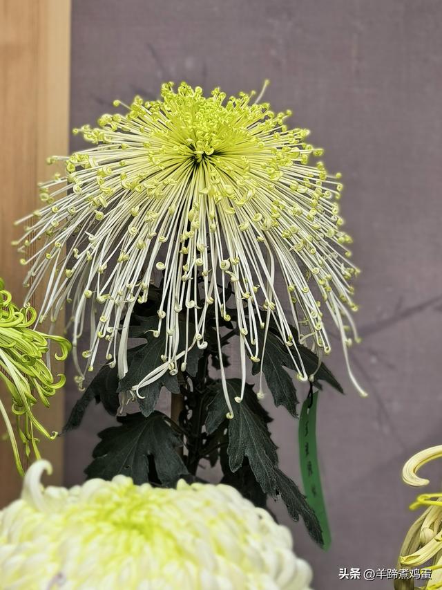 秋风独宠一园菊，晚来香艳出樊篱——北京北海公园2025年菊花展