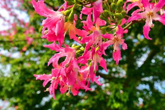 不去云南也能赏茶花，三水3万株“国色天香”盛放