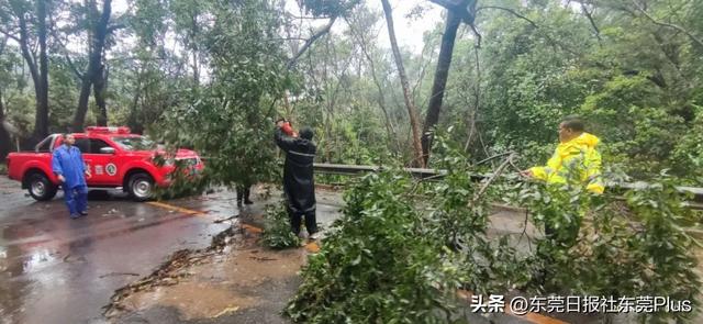 注意！东莞这个大型森林公园，明起恢复开放！
