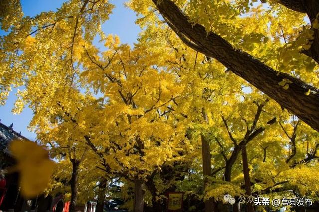 今天实拍！浮来山银杏，一树鎏金映古寺