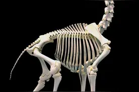动物骨骼 ​​​参考图片
