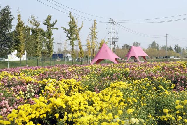 秋日撒欢？到温县赏七彩菊→