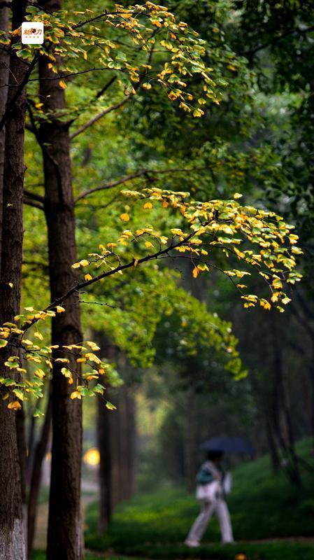古城与秋叶的交响