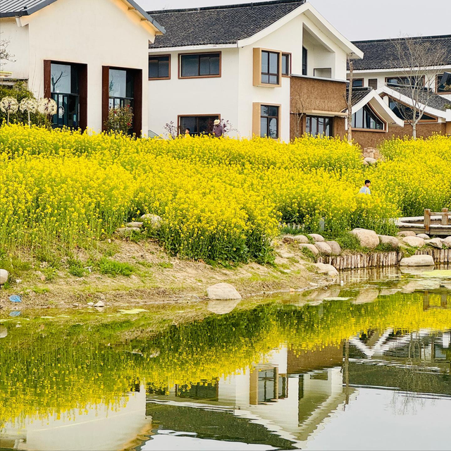 南北湖踏春，穿梭于依山傍水的油菜花海！