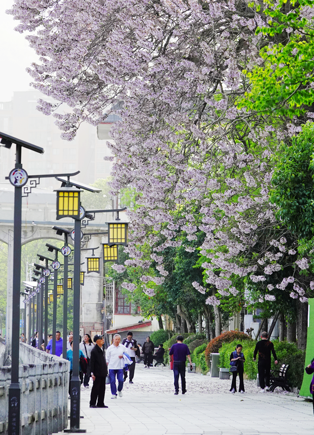 青睐绵阳 || 这个春天，来平武赴一场Color Walk