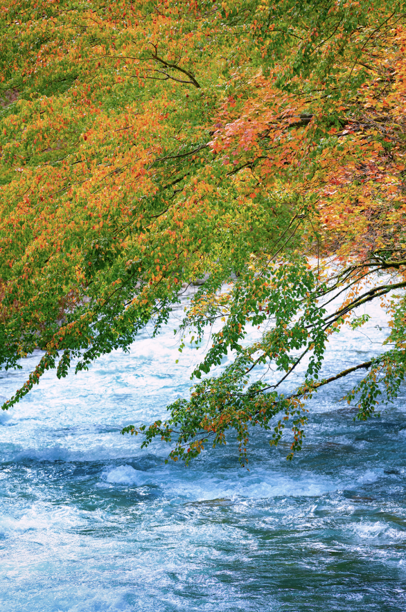 最佳观赏期！雅安的红叶彩林“封神”啦！
