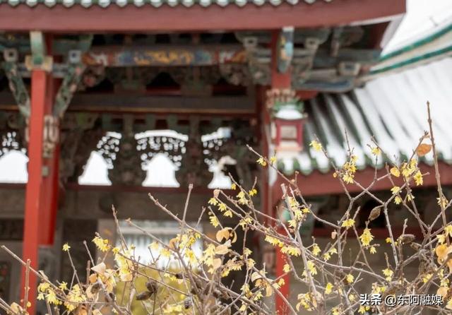 山东的第一波蜡梅开啦！快来邂逅这份冬日限定的浪漫
