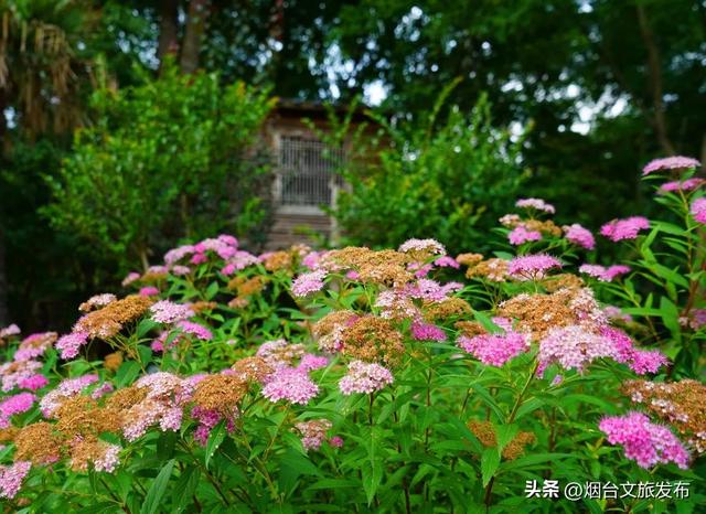 【乐游烟台】河畔「周末」| 秒降温5℃！烟台这个避暑地，谁还不知道→