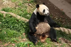 大熊猫“彤彤”，因病死亡图片