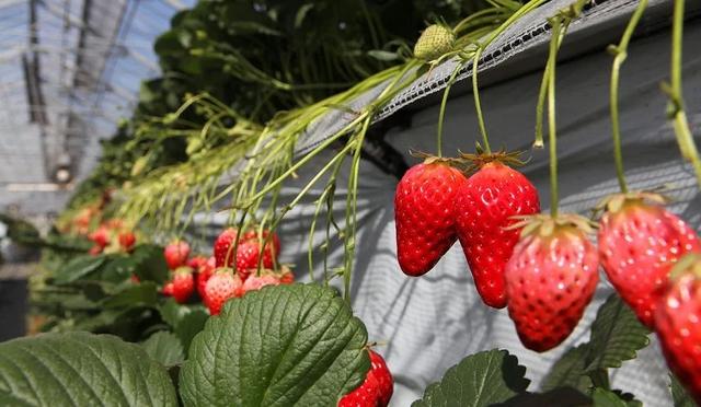 东京采草莓景点10选：新宿、涩谷当日来回、多样草莓品种吃到饱