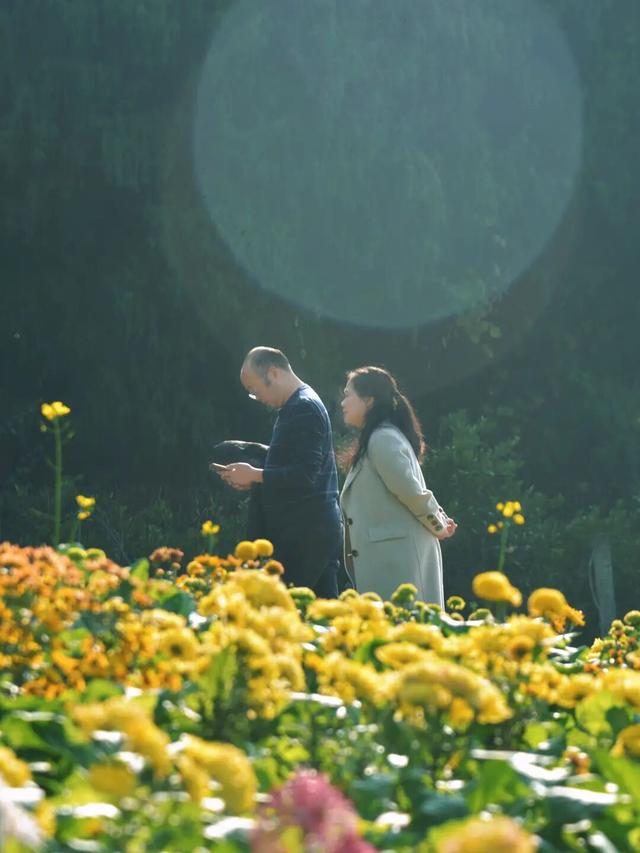 冬日限定！金堂这片花海，太美了！