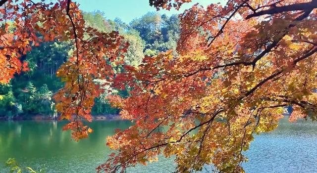 如画上犹，“枫”景独好！
