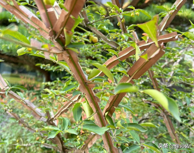黛蛤散传说，《串雅》作者赵学敏