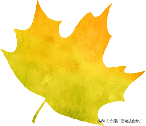 秋日赏枫：双塔公园五角枫染红秋意