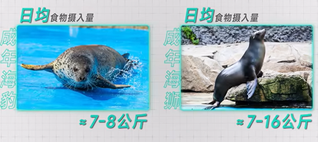 人山人海的海洋公园，为什么要靠“奥特曼”和“大熊猫”来拯救？