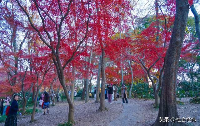 【每日一景】“枫”景这边独好 中山植物园红枫岗