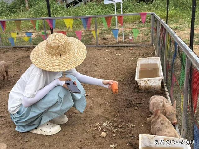 这届大学生把AI养猪玩成"真人秀"，百度工具立大功！