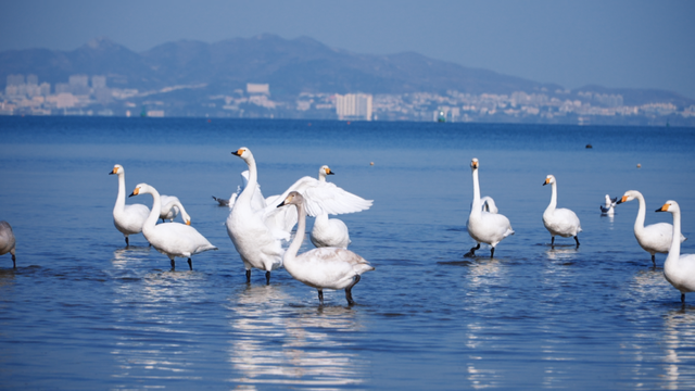 冬游威海 | “鹅”在这儿呢！