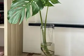 “水培龟背竹”，自来水也能养活，摆在客厅，高端上档次！图片