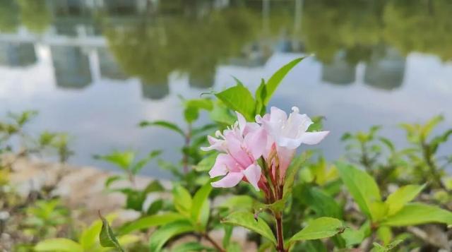 寻美薛城丨倔强！勇敢！锦带花寒冬绽放