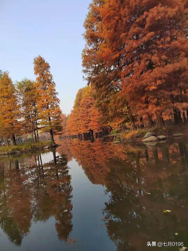 明孝陵探秘之燕雀湖邂逅落羽杉