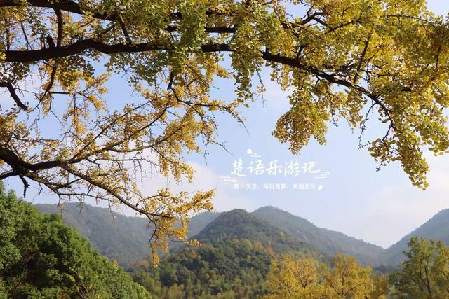 浙江宁波这两处银杏赏地比邻而居，又进入最佳观赏季，拍照很出片