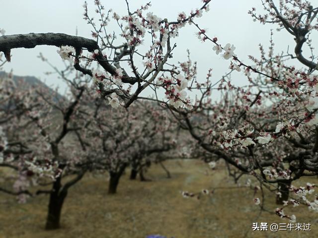 无为在歧路，2025之经行