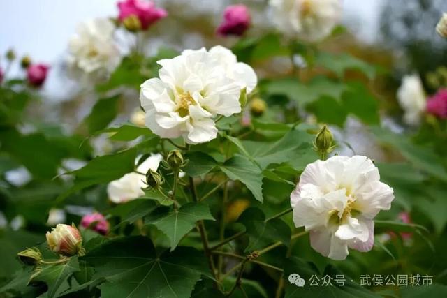 天府芙蓉园花开烂漫，邀请你来一场和秋天的浪漫约会