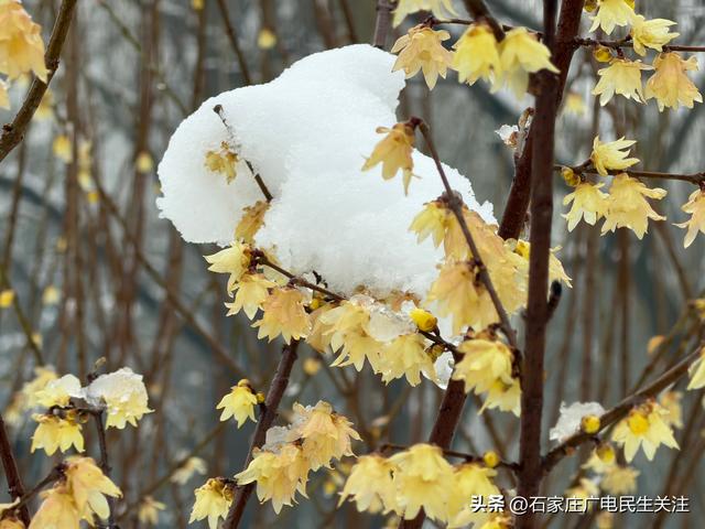 雪落枝头 邂逅石家庄公园罕见春景