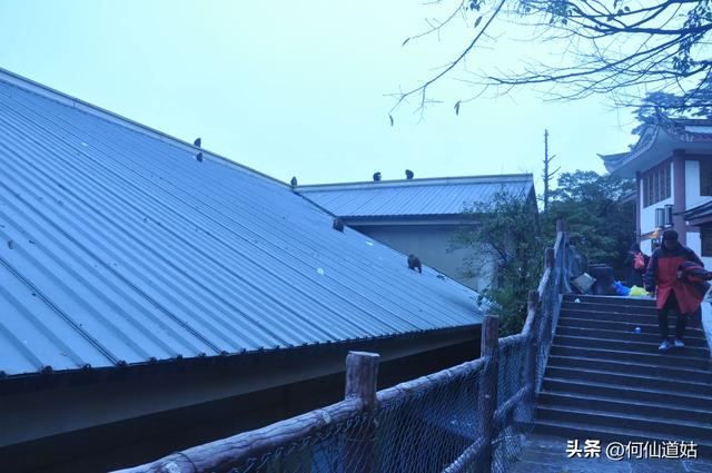 峨眉山的猴子