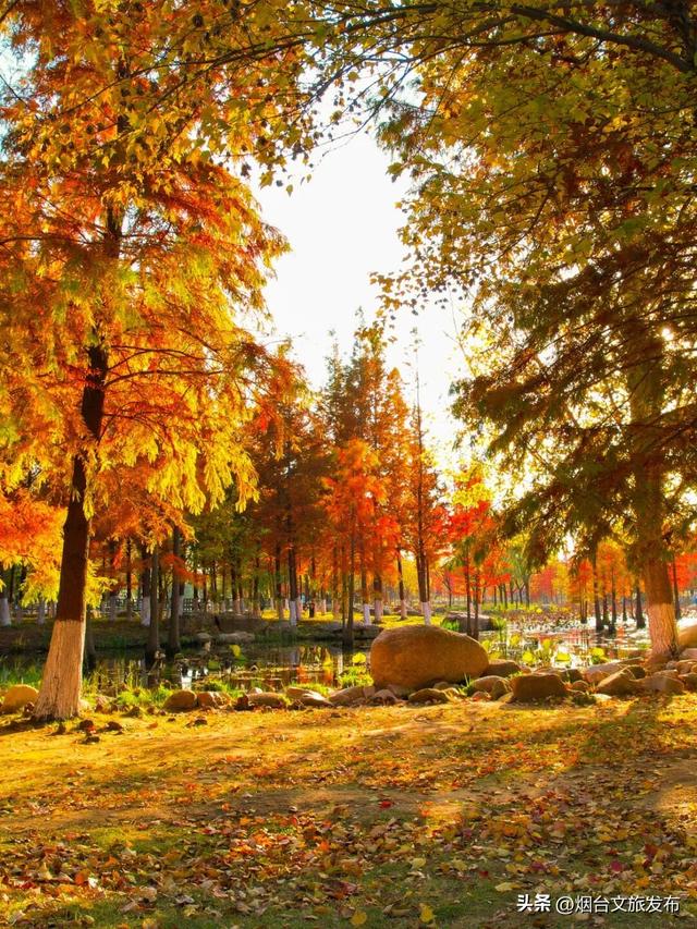 【乐游烟台】最新实拍！烟台鱼鸟河“顶级秋色”加载中