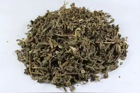 常吃的野菜——苦菜，是一味抗肿瘤的中药图片