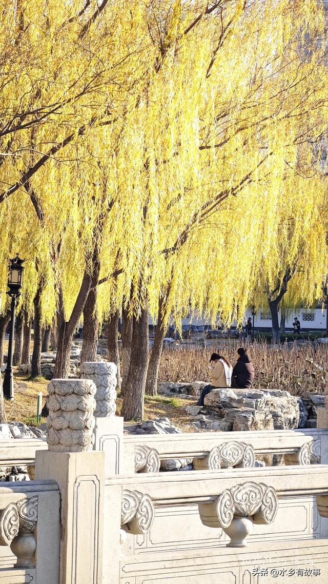 金柳，最后的一抹秋色