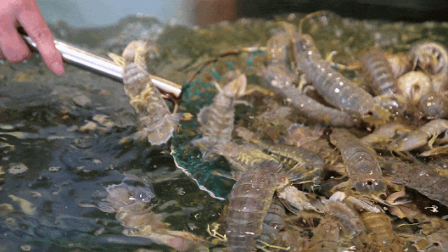 来盐田，吃海鲜！🦀 🦞 🦐