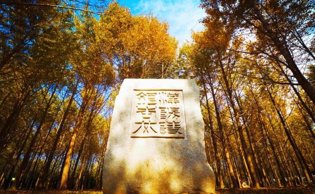 顶流回归！西安5个绝美银杏打卡地！