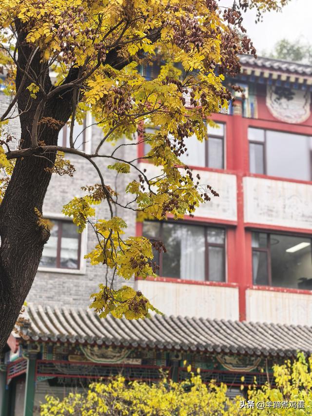 秋风独宠一园菊，晚来香艳出樊篱——北京北海公园2025年菊花展