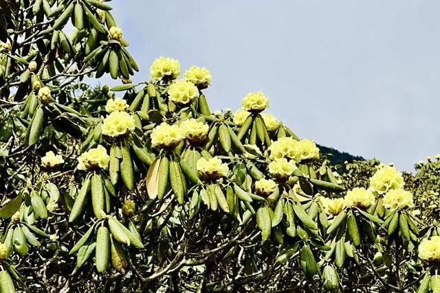 漫步云端，撞见磅礴花事丨15秒看云南