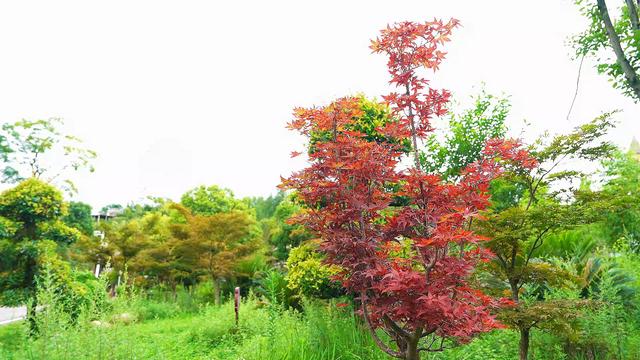 盘州市哒啦仙谷景区：清凉夏日，绿色植物园成为避暑游客热门打卡地