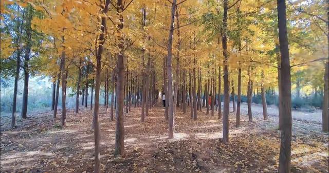 冬之伊始，来潼关寻觅初冬色彩