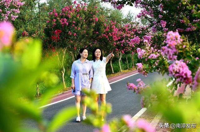 南漳：紫薇花争艳 游人醉其中