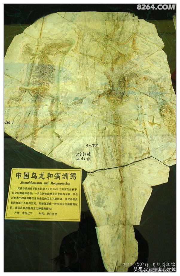 山东行游影记（36）—平邑天宇自然博物馆（十一）