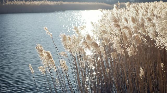 别只等着栖霞山的红叶，南京周边人少的彩色芦苇雪海，出片率100%