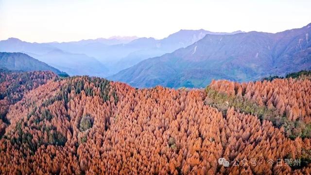 崇州彩林天花板🤩🤩🤩谁还没去过？