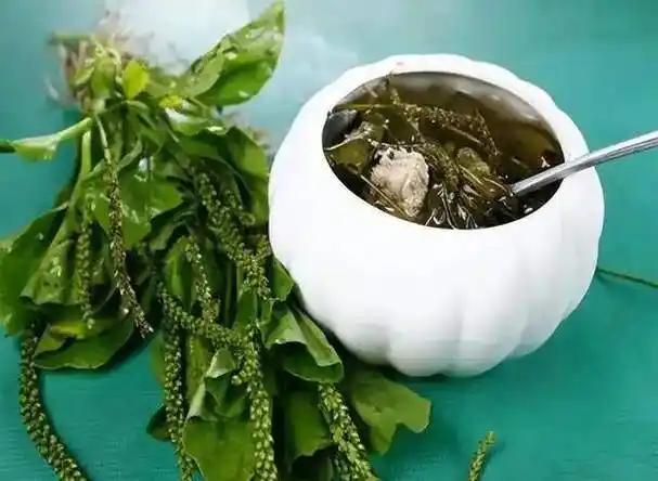 车前草立大功，发现：常用车前草煮水喝的人，不久或将收获4好处